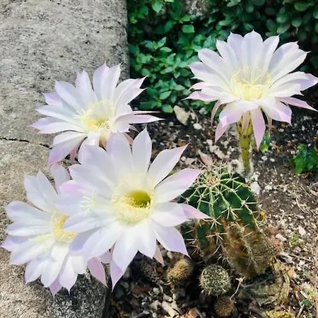 Villa Casa Tiberius Retreat *