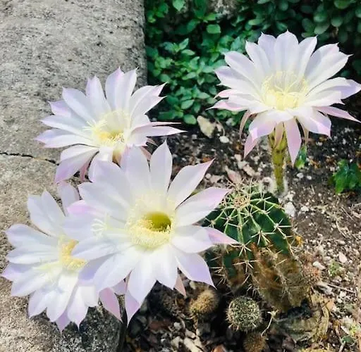 Villa Casa Tiberius Retreat By Sweet *